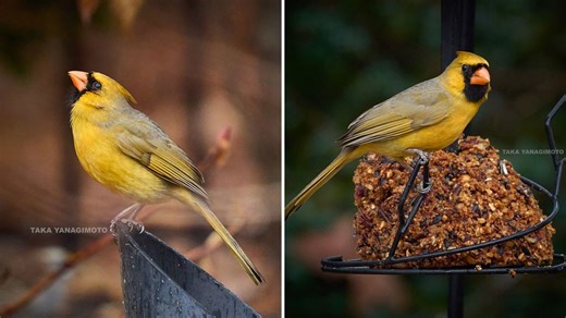 Extremely rare cardinal captured in pictures taken by St. Louis Cardinals photographer