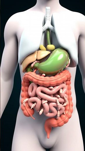 Colorful 3D Digestion Animation | Parasite Movement in Intestines & Lungs
