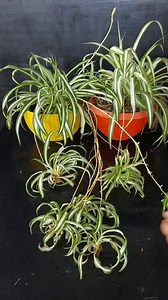 Unleash Your Green Thumb: Learn How to Grow Spider Plant Babies with Pine Cones! | Flower lovers