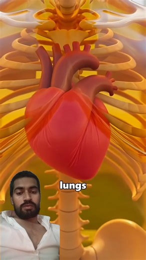 The Weight Limit of the Human Body 🚶‍♂️