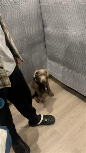 Good pups sit & wait in the lift 🥰🐶 #puppytraining #puppy #labrador #happypuppy #goodboy