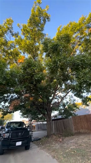 J&J Tree Service on Instagram: "Here in Arlington, TX giving this big red oak a proper prune 🌳 Thinning it out, removing excess weight, and shaping it up so it grows stronger, healthier, and lives longer. A well-pruned tree is a happy tree! Call us today for professional tree pruning — J&J Professional Tree Service 🌳 📞 214-715-0051"
