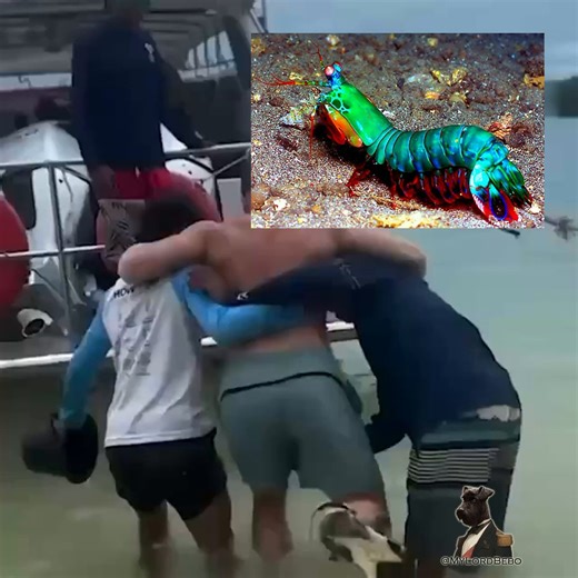 🇹🇭 Mantis shrimp attacked a man who jumped from a boat on the Similan Islands, ThailandHe managed to make it to land, but required medical attention. He was diagnosed with severe leg bruises*Mantis shrimp can reach speeds of up to 90 km/h and strike their prey with their club-like forelimbs. The force of their strike is equivalent to a bullet shot!