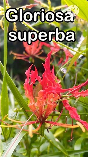 Agnishikha Poisonous Plant. Specially for women's ailments.
