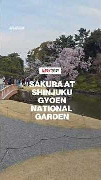 Sakura Starting to Bloom at Shinjuku Gyoen (Tokyo)