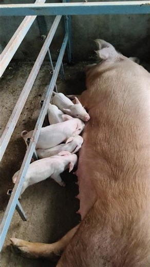 piglets tooth Cutting part2 #piggy #pork #piglet #forming #former #NLM