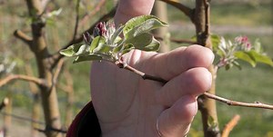 Understanding the click pruning technique - Video - Good Fruit Grower