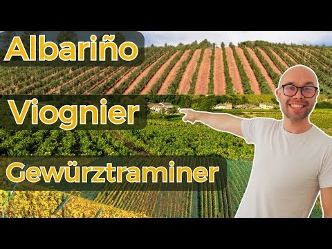Albarino, Viognier, Gerwurztraminer: What You Need to Know for WSET L2 in Wines + 10 questions