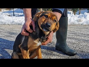 Puppy found abandoned in the middle of a heavy winter.