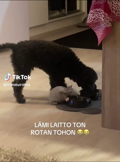 Understanding 'Sus' in Dog Memes and TikTok Culture