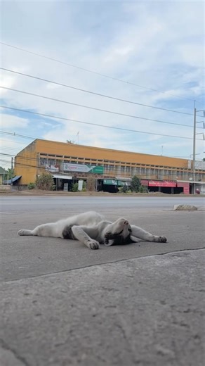 206K views · 7.8K reactions | Vlog 1 ngày làm mèo | Đảo Mèo | Facebook