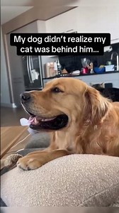 Dog Vs Cat Compilation. #dog #cats #compilation #dogvscat #funnyyoutubeshorts