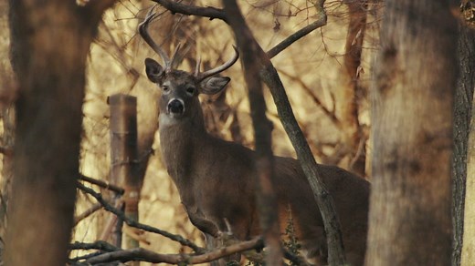 A hunter shot a deer. Then it got back up and killed him.