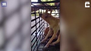 Dogs kept in horrific conditions before being slaughtered in Cambodia