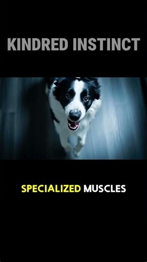 You Can't Resist A Puppy Dog Eyes #dogpsychology #dog #pets
