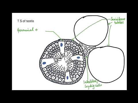 HOW TO DRAW T S OF TESTIS : CH-3 CBSE/ISC/NEET - 12
