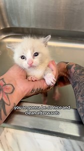 Poopy butts are, in fact, not cool. | Kitten Lady