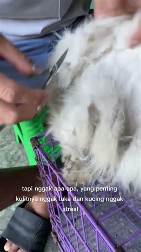 jangan malas nyisir kucing yaa, cek deskripsi #magelang #cat #kitten #groomingkucing #pets