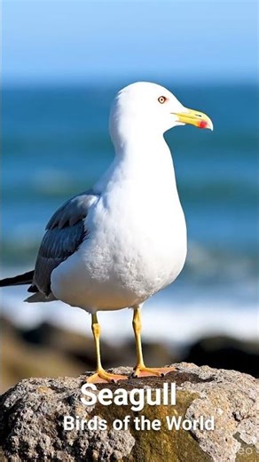 Seagull | A Coastal Bird in the Wild | #Shorts