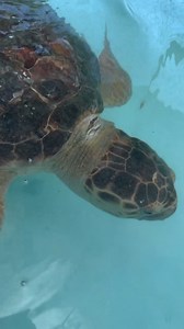 1.1K views · 110 reactions | Go Molly!  This brave sea turtle is on...