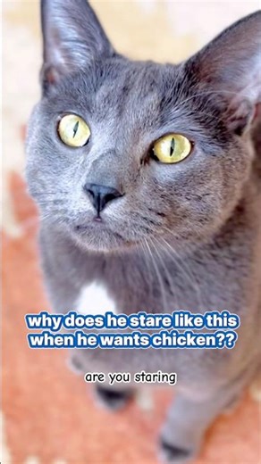 my cat trying to ask for food in the most dramatic way