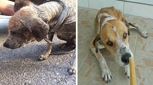 53K views · 104 reactions | A rescued dog is now completely unrecognizable, after being nursed back to health following a believed life of neglect.  | Storytrender | Facebook