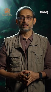 Sahyadri Tiger Reserve मधून लवकरच एक गुड न्यूज मिळणार कारण.. संपूर्ण व्हिडिओ बोल भिडूच्या यूट्यूब चॅनलवर.. #SenapatiTiger #ChandaTigress | बोल भिडू