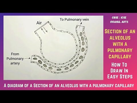 How to draw diagram of a Section of an alveolus with a pulmonary capillary