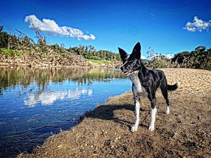 The Conservation K9 Camp — Padfoot Animal Behaviour | Sunshine Coast