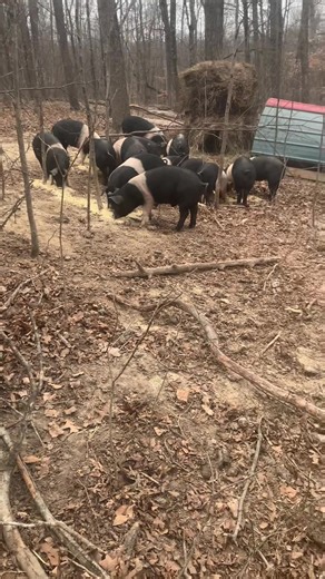 Preparing Pigs for Winter Weather Care