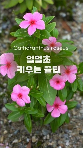 Key Tips for Growing Morning Glory / A Comprehensive Guide from Sunlight to Propagation ( Cathara...