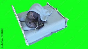 funny elephant sleeping in bed under blanket. Realistic 4k isolate animation.