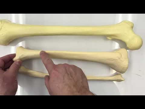BIOL 105 Bones of the Leg