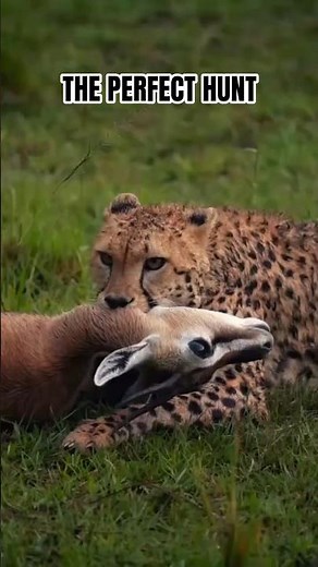FASTEST CAT IN ACTION: Cheetah Captures Impala #Shorts #cheetah #cheetahcamp #impala