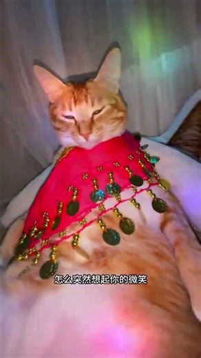 你的愛就像火苗🔥 來汽水音樂把這首歌設置為鈴聲 #火苗#舔貓#動物的迷惑行為 #寵物運鏡