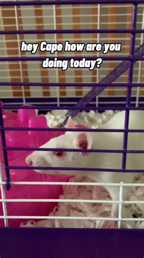 she can’t see well so she gets confused #fyp #animals #cute #funny #rats #foryou #foryoupage #rat