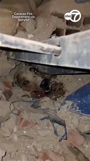 Firefighters Give Water to Dog Found in Venezuela Earthquake Rubble