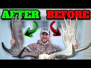 How To RESTORE Moose Antlers!