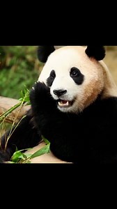 294K views · 478 reactions | South Korean zoo welcomes panda twins...