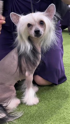 Trivia time ⏰ What is the coated variety of the Chinese Crested called? 🤔 | American Kennel Club
