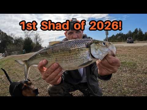 1st Shad Catch of 2026! - Shad Fishing The Neuse River