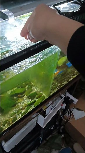 家でイルカショーをする方法がこちら#アマゴ#アマゴ飼育#将来水族館を作りたい人#大和川水系#アクアリウム#川魚#日淡#日淡水槽#日本淡水魚#日本産淡水魚#水槽部屋#渓流水槽#渓流魚#タカハヤ#カワムツ