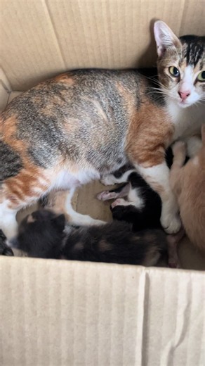 Kucing Jaga Sejak Kecil Tiba‑Tiba Dibawa Anak‑Anak Jadi Bibik