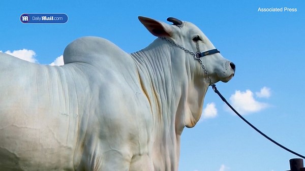 World's most expensive cow is worth $4.2 milion and resides in Brazil