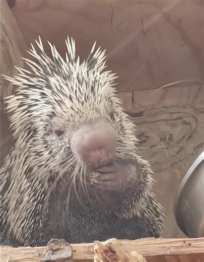 8.4K views · 1K reactions | Scoop N’ Snack. 北 Scotty the...