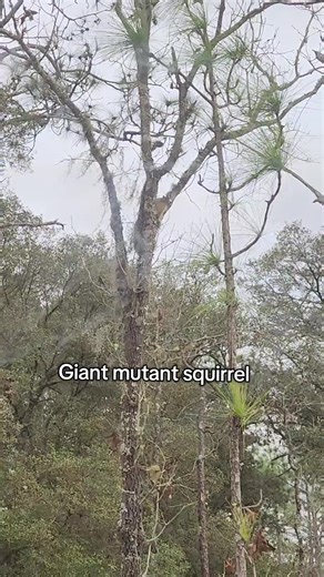 biggest squirrel ive seen #florida #squirrel #giant #wtf #fyp | giant squirrel