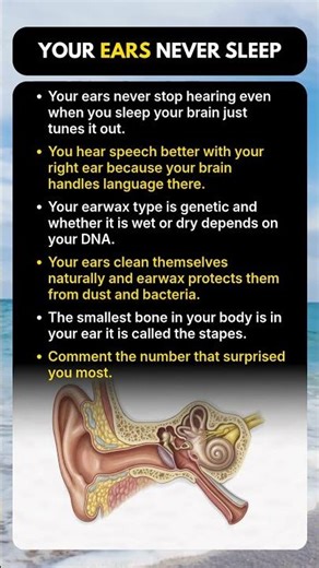 Your Ears Still Hear While You Sleep