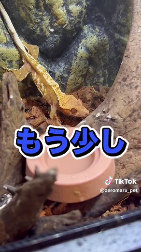 障害を持ったクレステッドゲッコーの紹介
