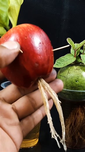 Simple way to grow two different plant at same time with same method || Easiest method for planting //#highlights | DIY IndoorGarden