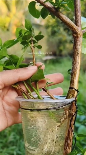 “DIY Tree Watering Hack: Reusable Disposable Glass System!”
